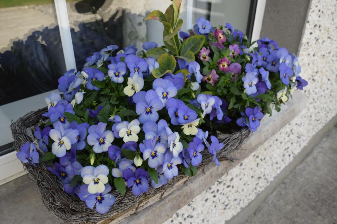 Orchard Grove Bed & Breakfast R21Rc58 Bagenalstown Exteriér fotografie