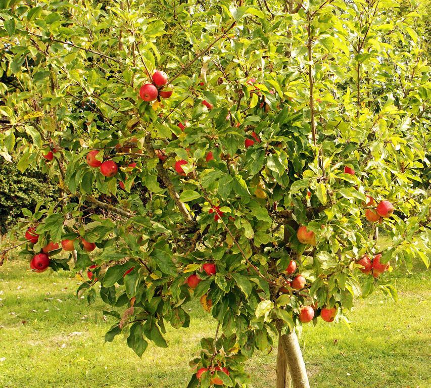 Orchard Grove Bed & Breakfast R21Rc58 Bagenalstown Exteriér fotografie
